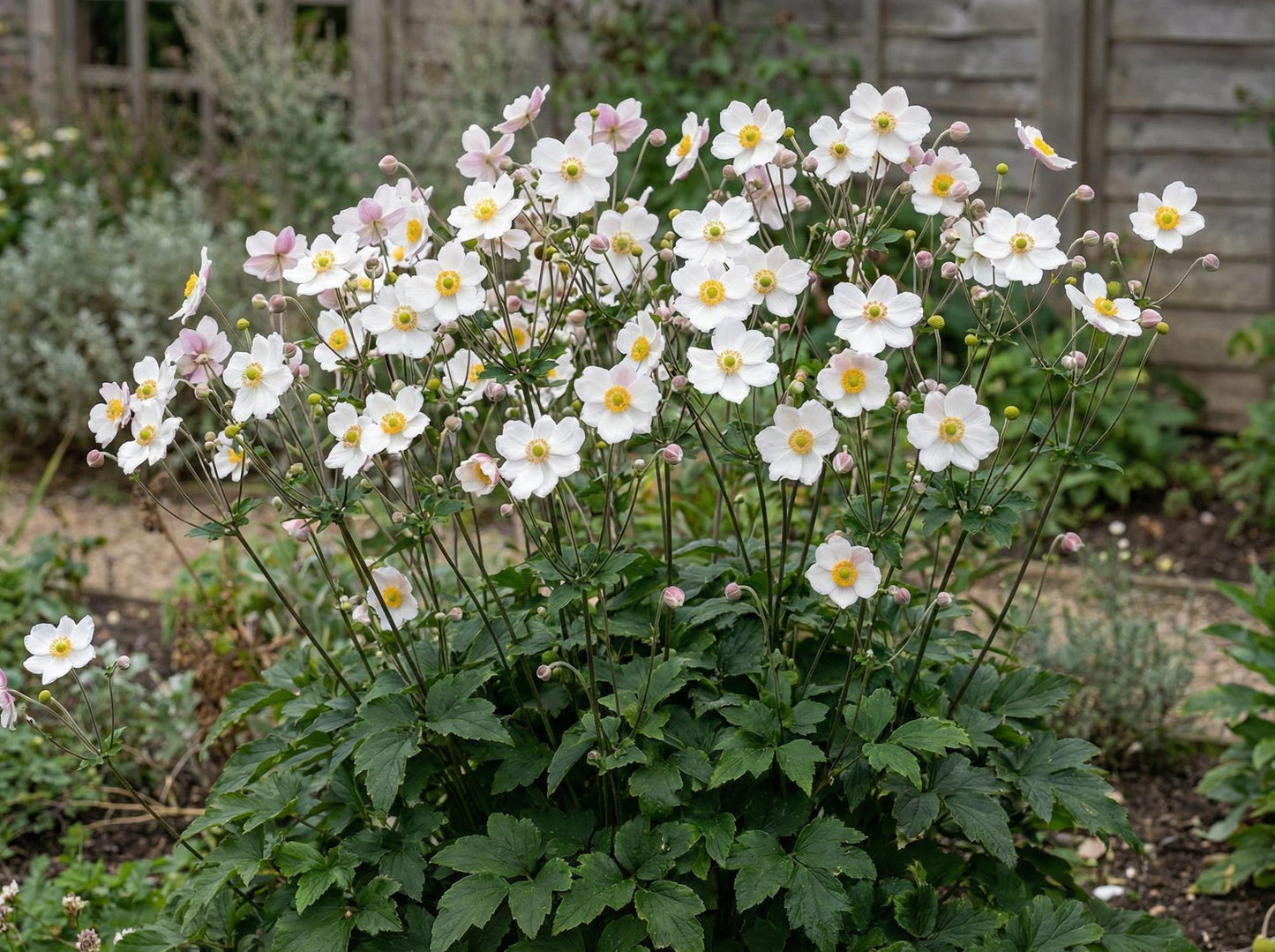 Honorine Jobert Anemone