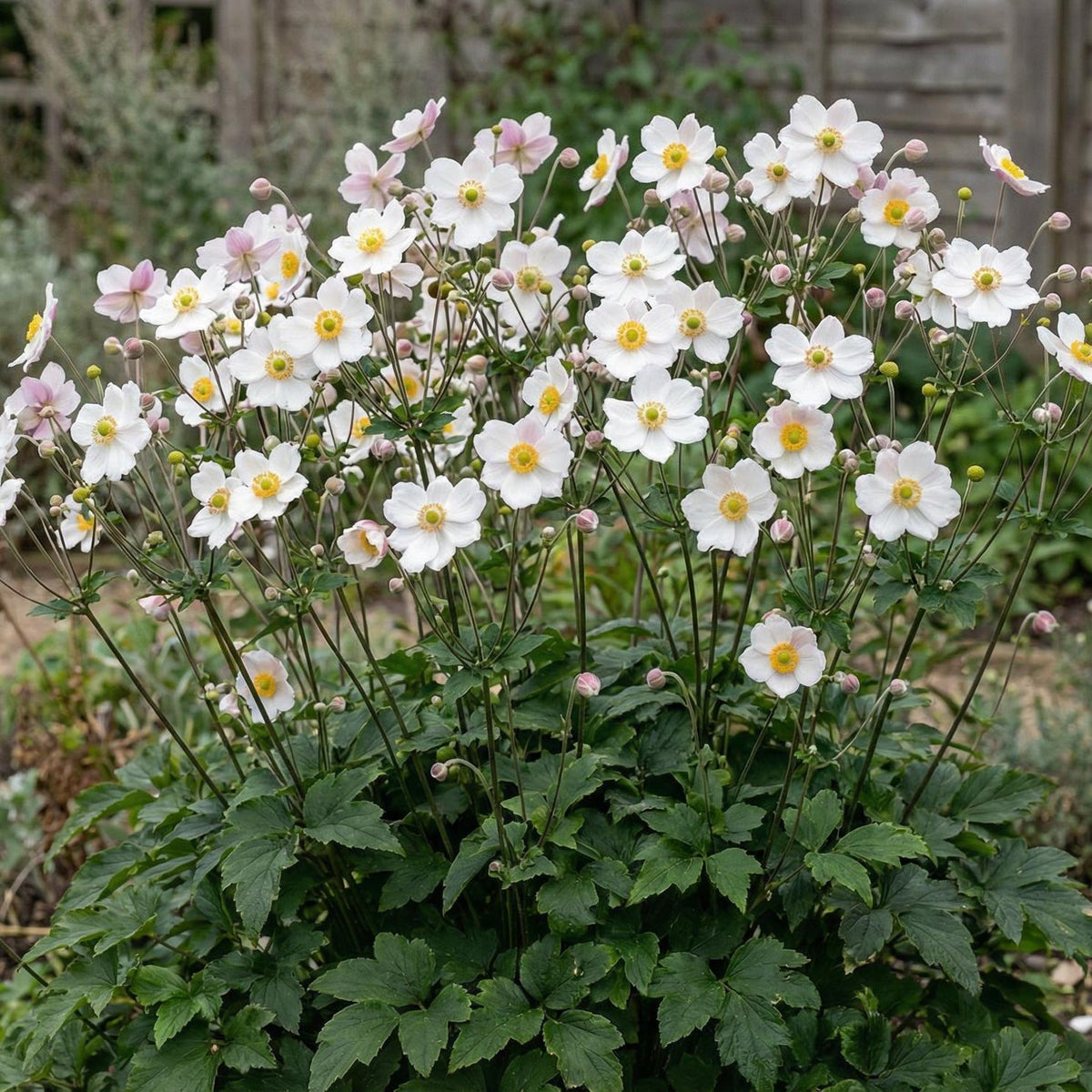 Honorine Jobert Anemone