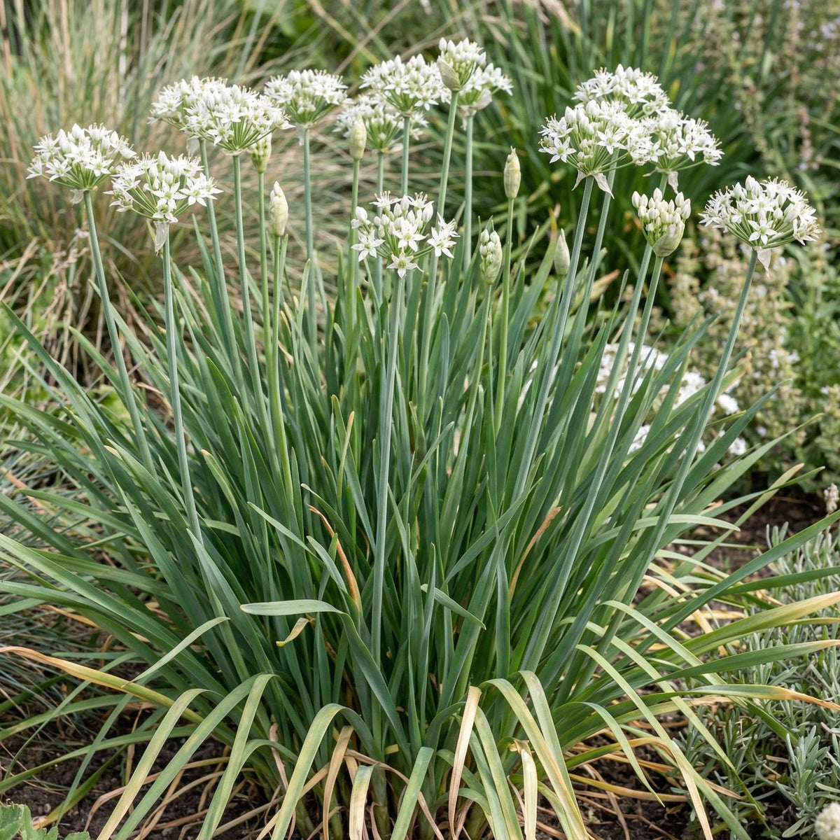 Garlic Chives