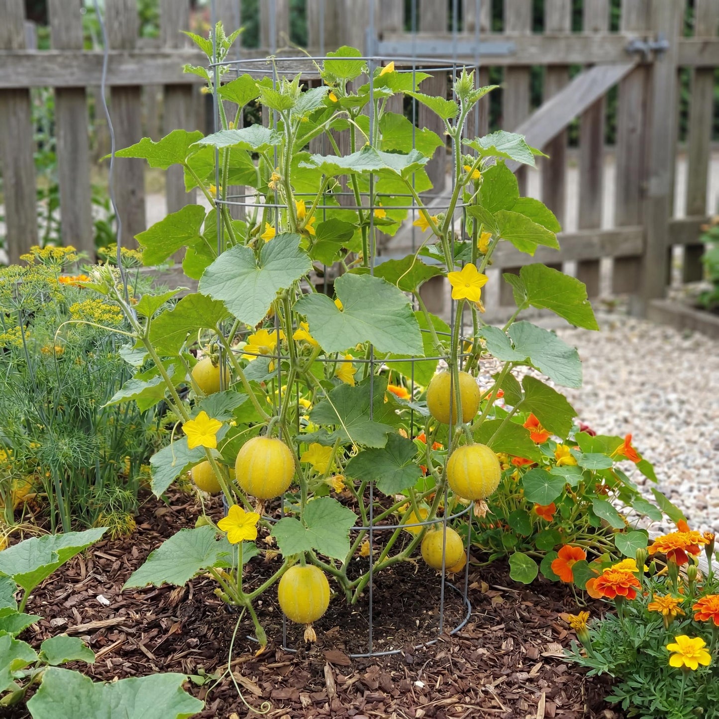 Lemon Cucumbers