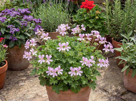 Lemona Geranium Crispum