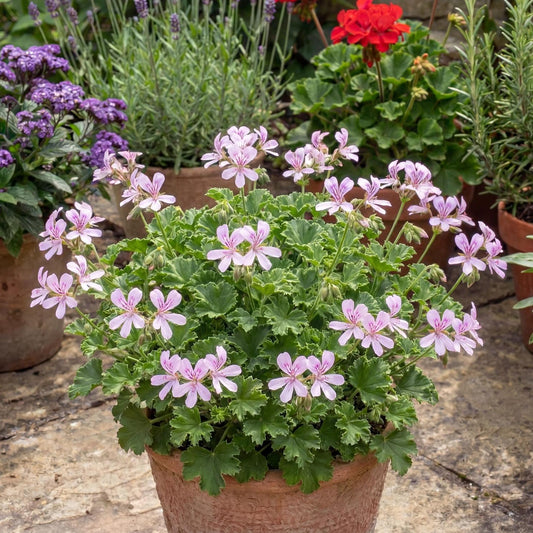Lemona Geranium Crispum