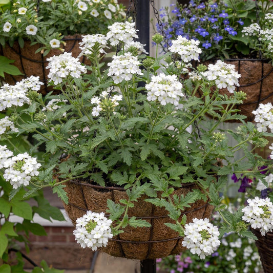 White Empress Sun Verbena
