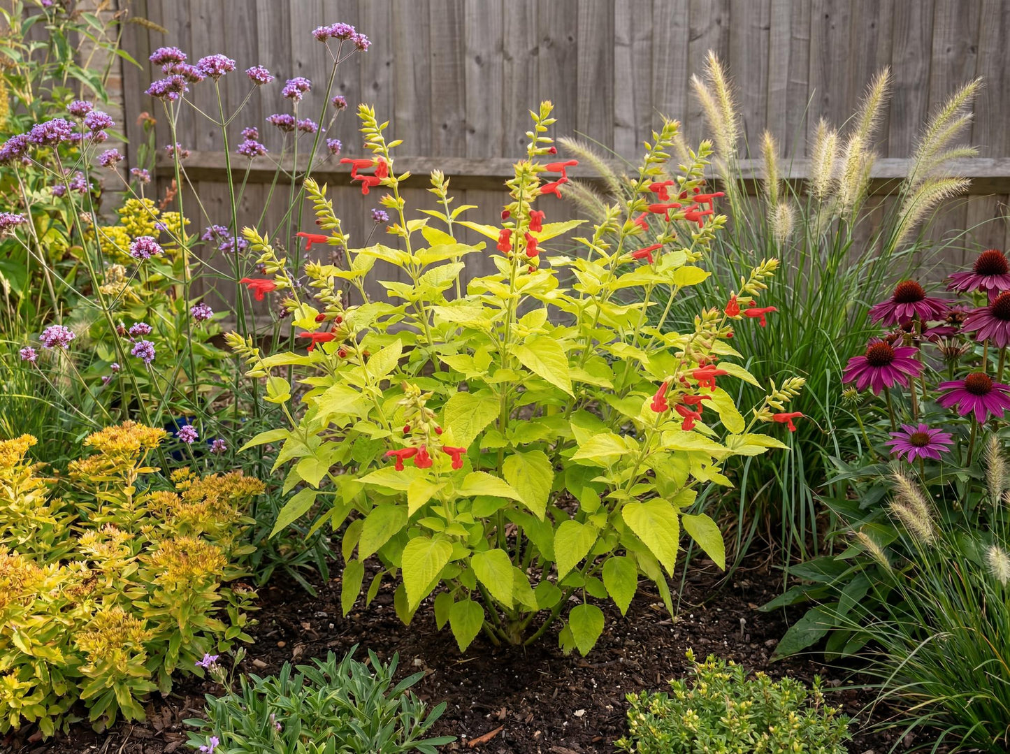 Pineapple Sage