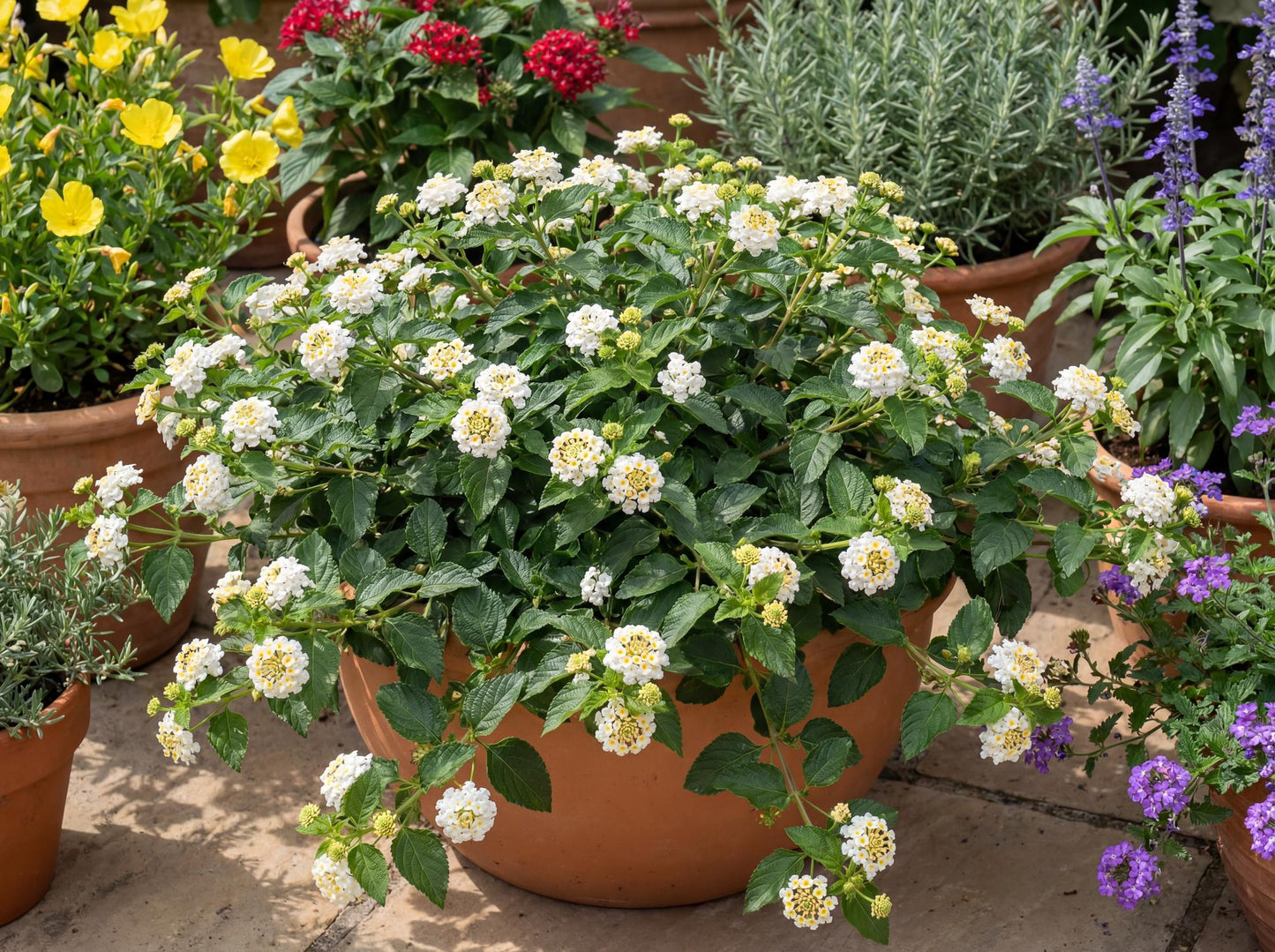 Trailing White Lantana