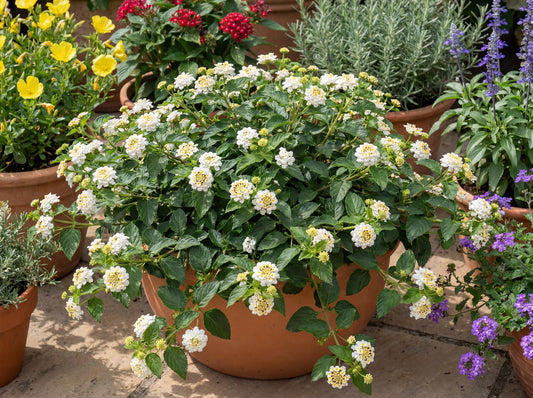Trailing White Lantana