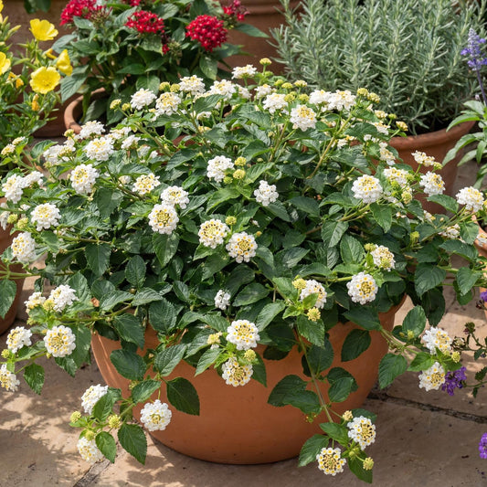Trailing White Lantana