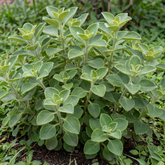 Cuban Oregano