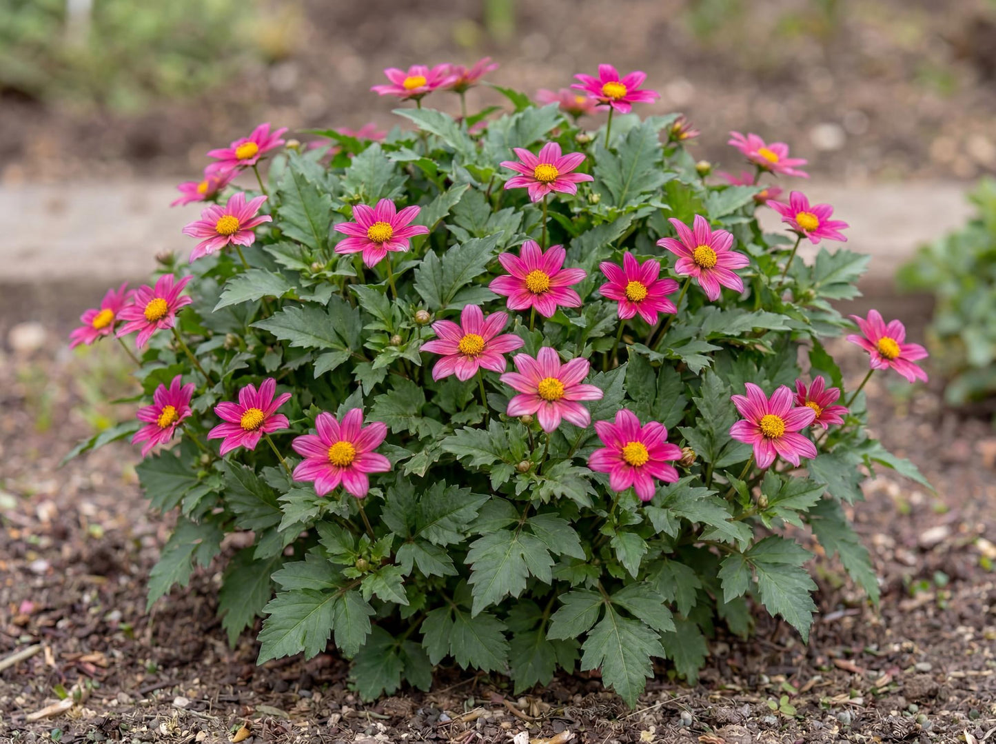 Bee Pink Buzz Bidens