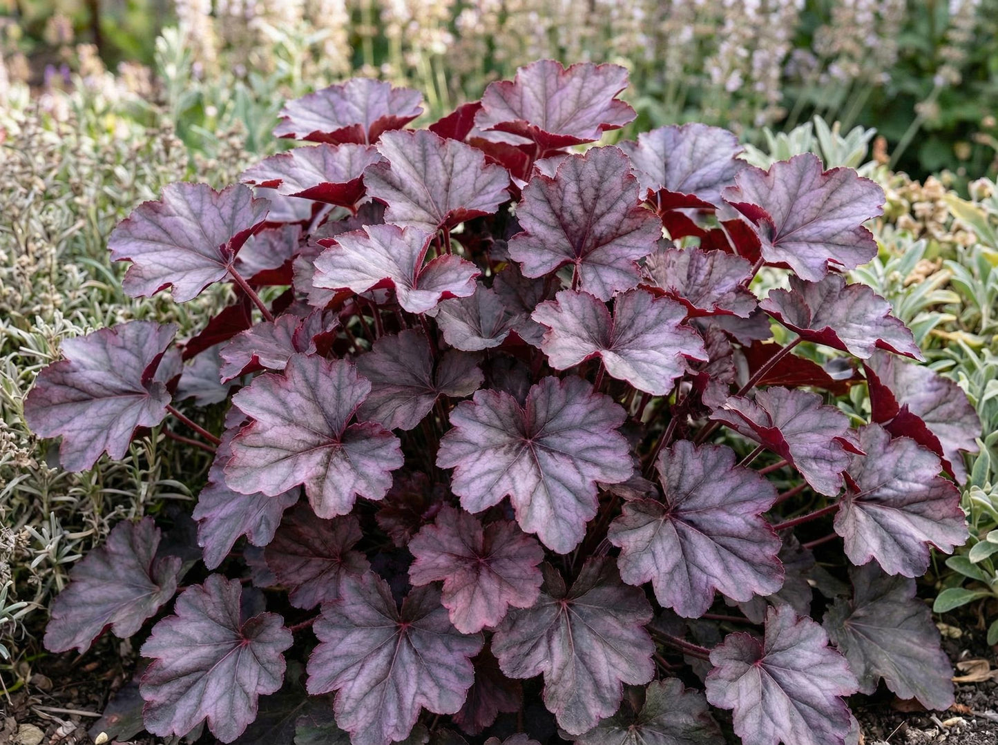 Grande Amethyst Heuchera