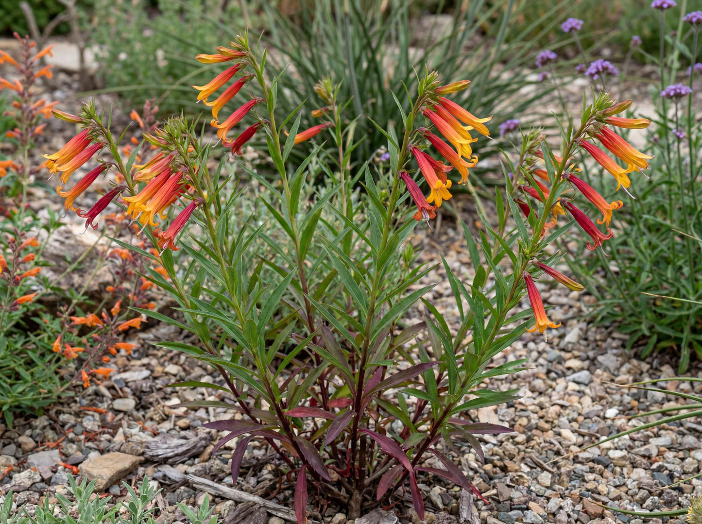 Laxiflora Lobelia