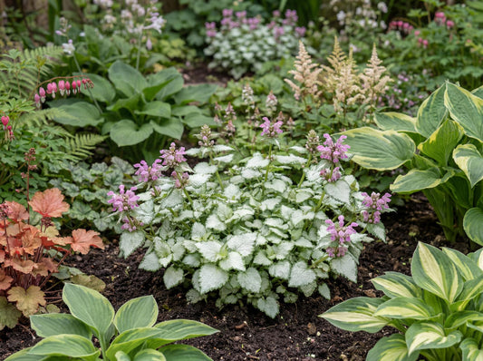 Orchid Frost Grande Lamium