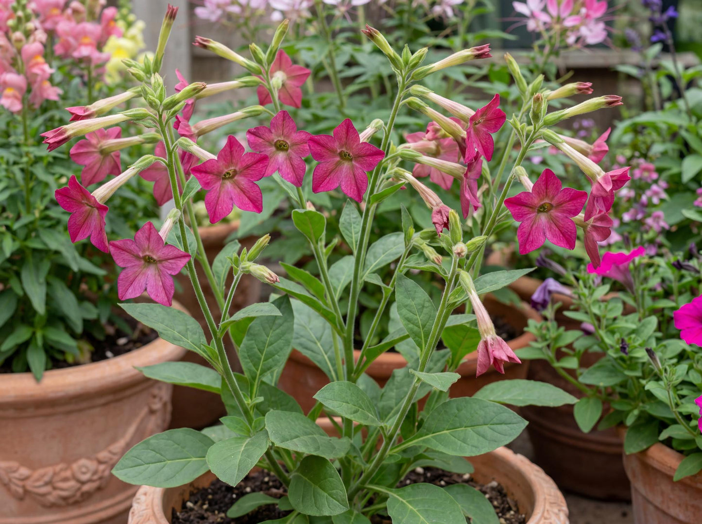 Perfume Bright Rose Flowering Tobacco