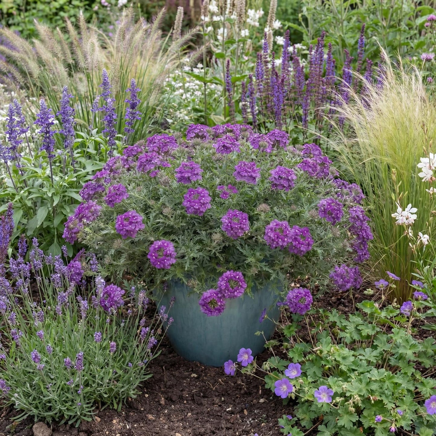 Tapien Blue Violet Verbena