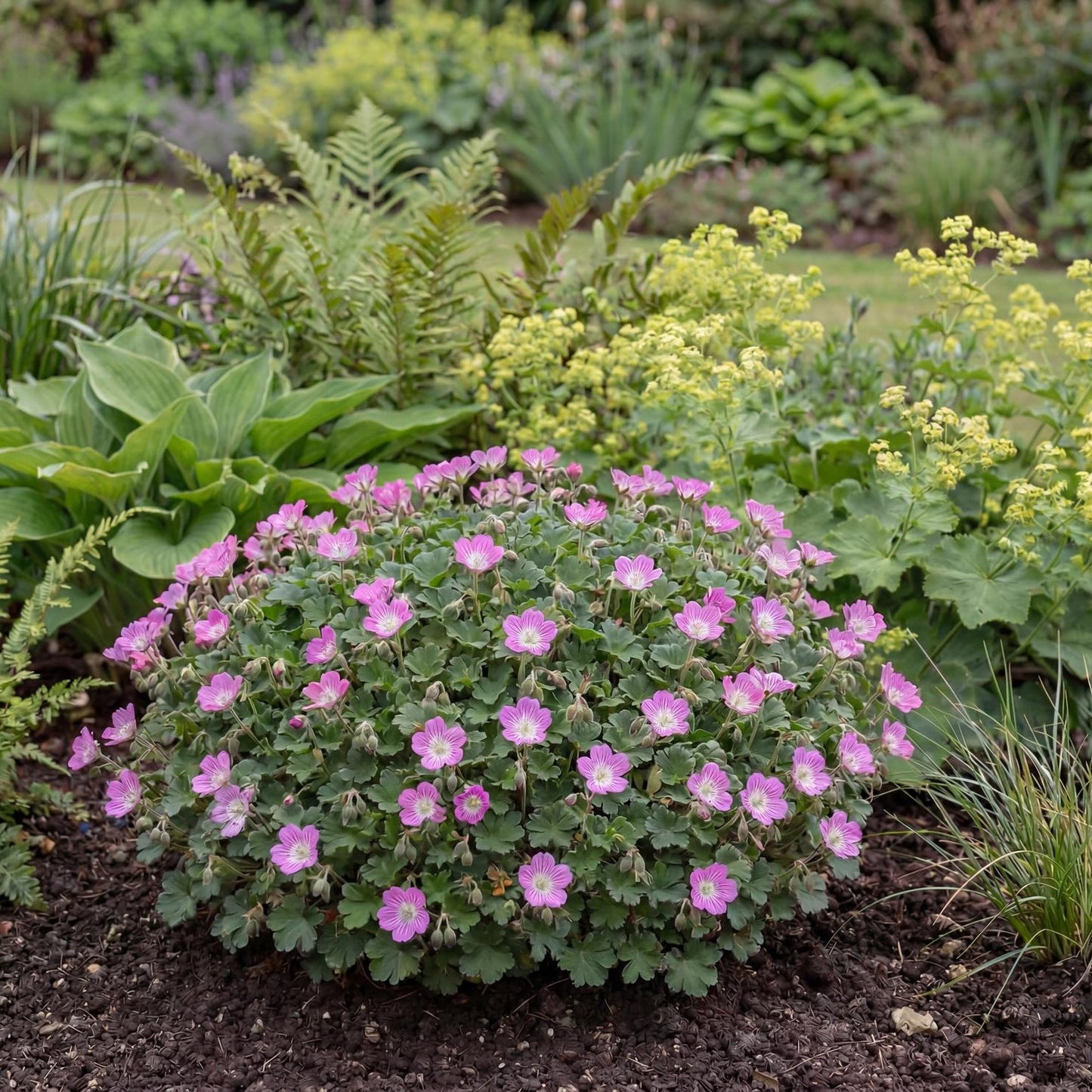 Bishop's Form Pink Floral Erodium