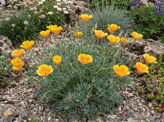 Maritime California Poppy