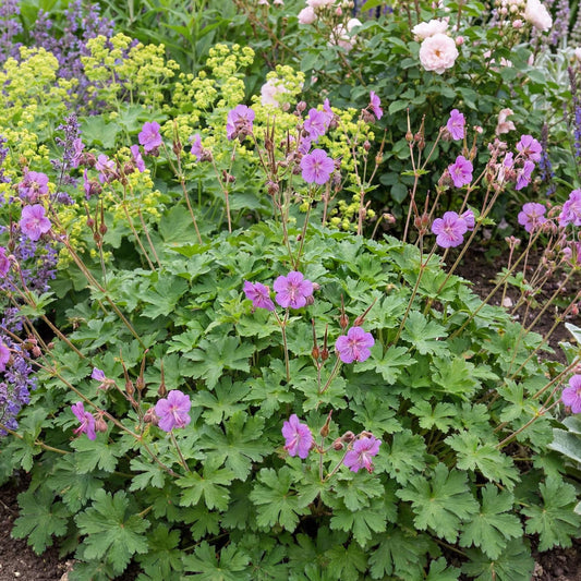 Cambridge Blue Cranesbill