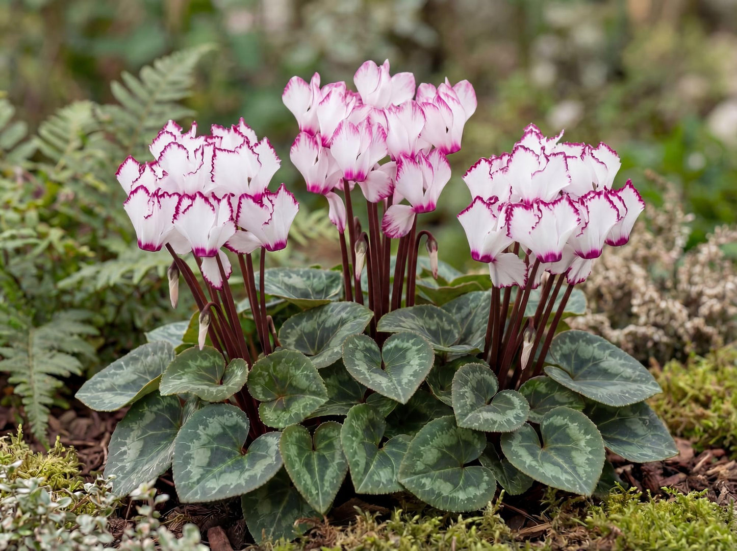 Victoria Metis Cyclamen