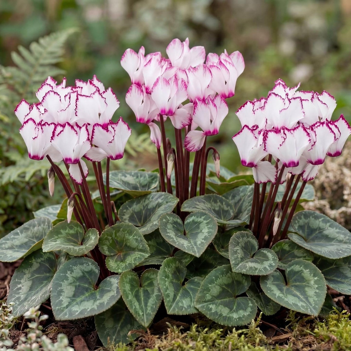 Victoria Metis Cyclamen