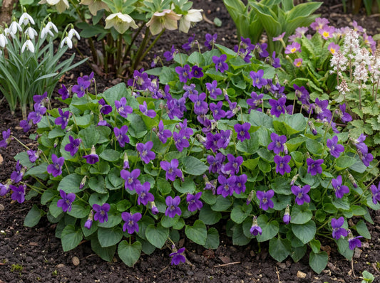 Royal Robe Purple Floral Viola