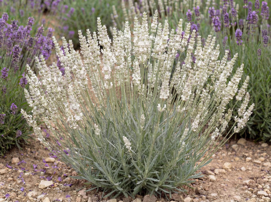 Alba White Floral Lavender