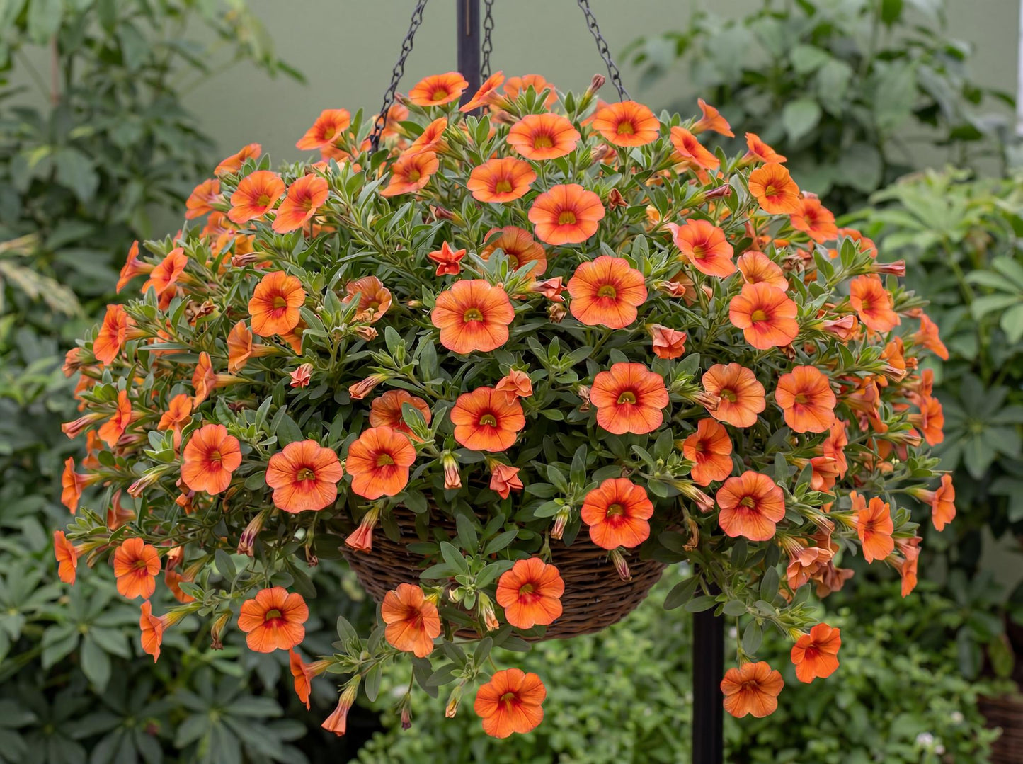 Tangerine Million Bells 'Colibri'