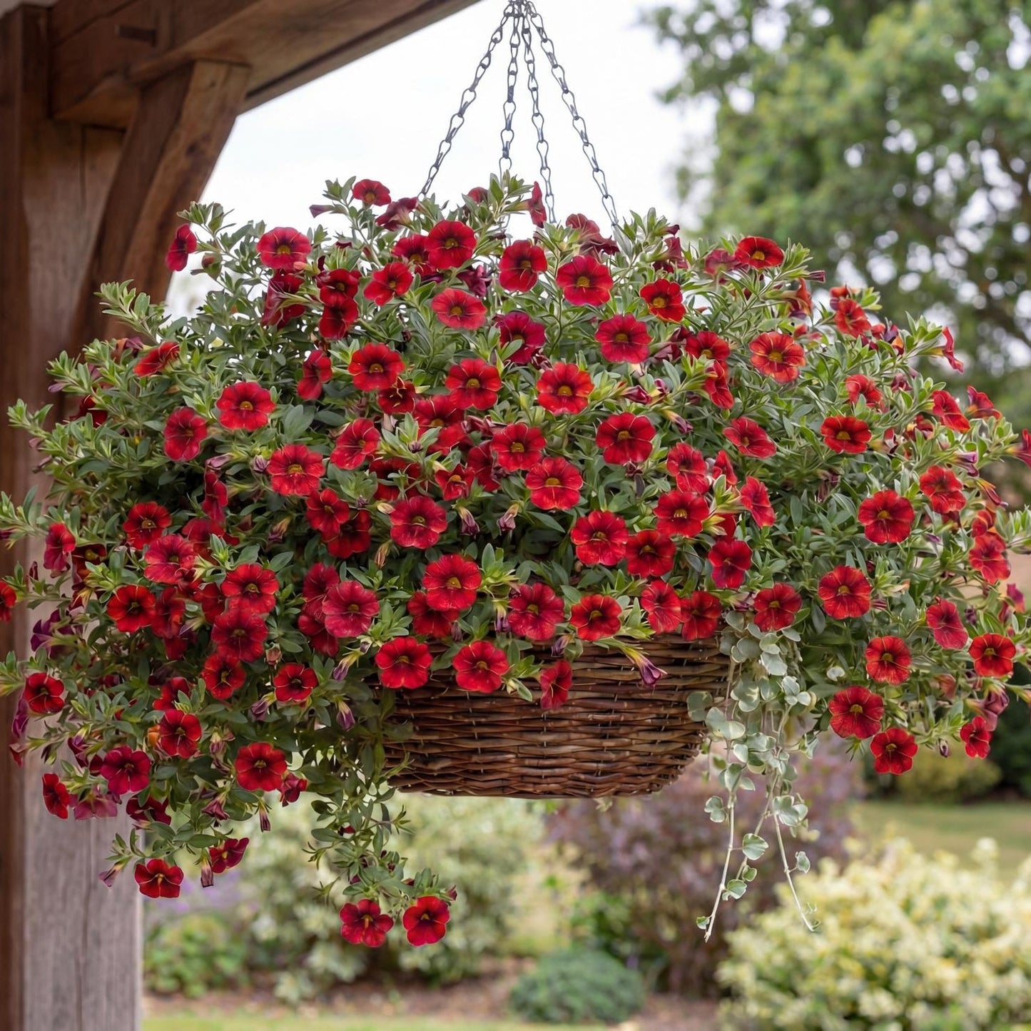 Chili Pepper Lia Calibrachoa