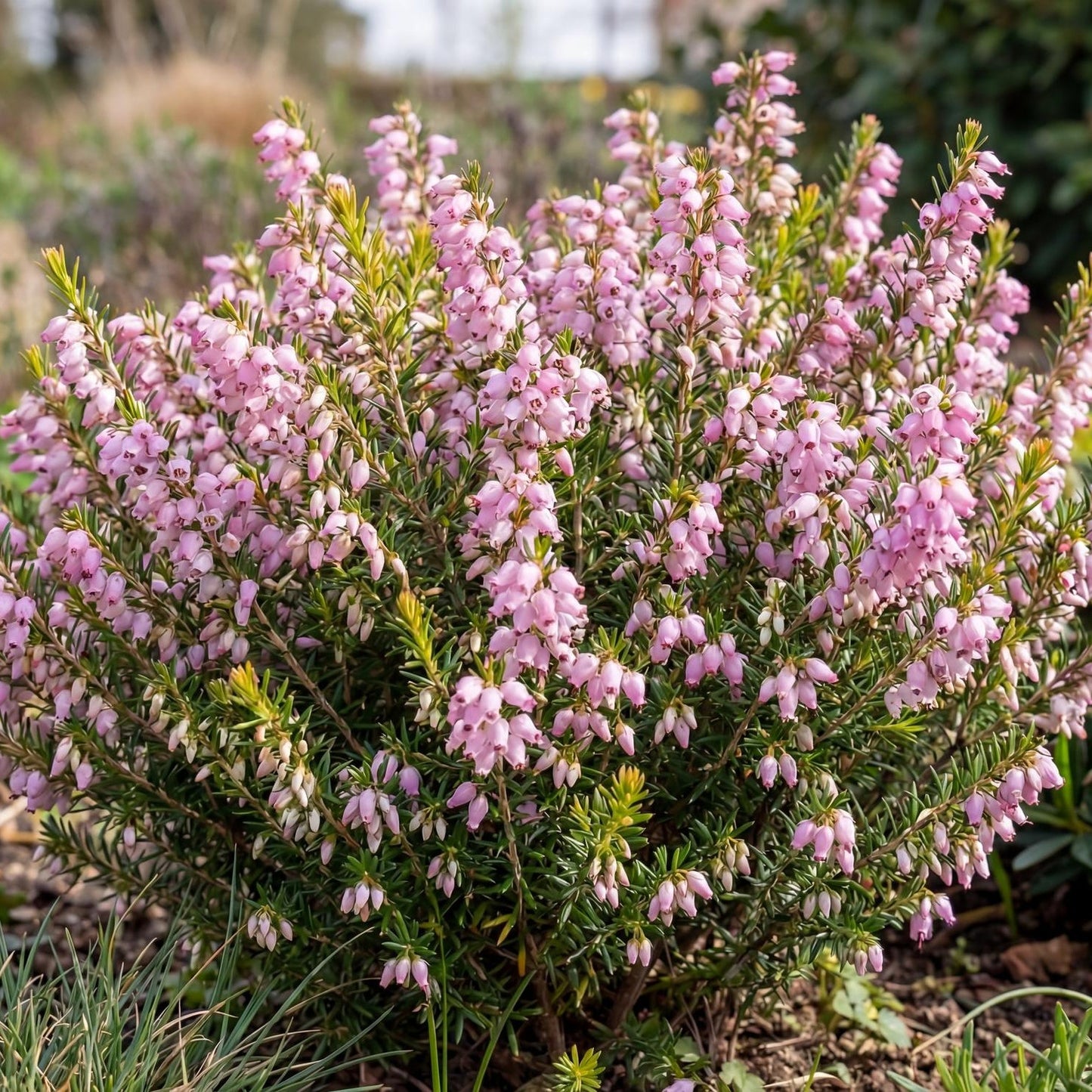 Darley Dale Heath in a 4-inch pot, a fine-textured evergreen mound that opens soft pink winter bells