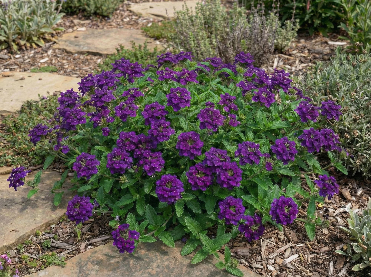 Homestead Purple Verbena