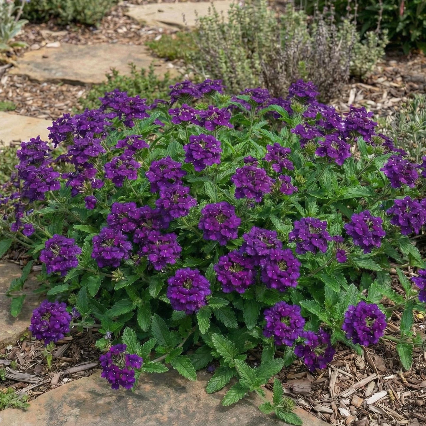Homestead Purple Verbena