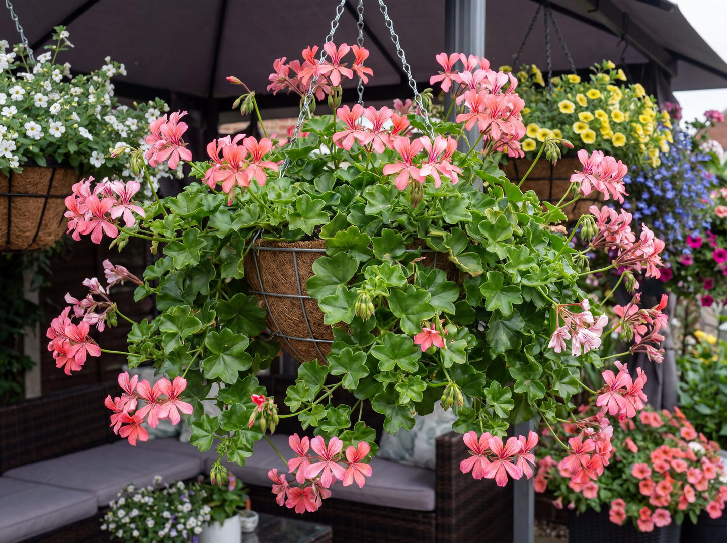 Sofie Cascade Ivy Geranium