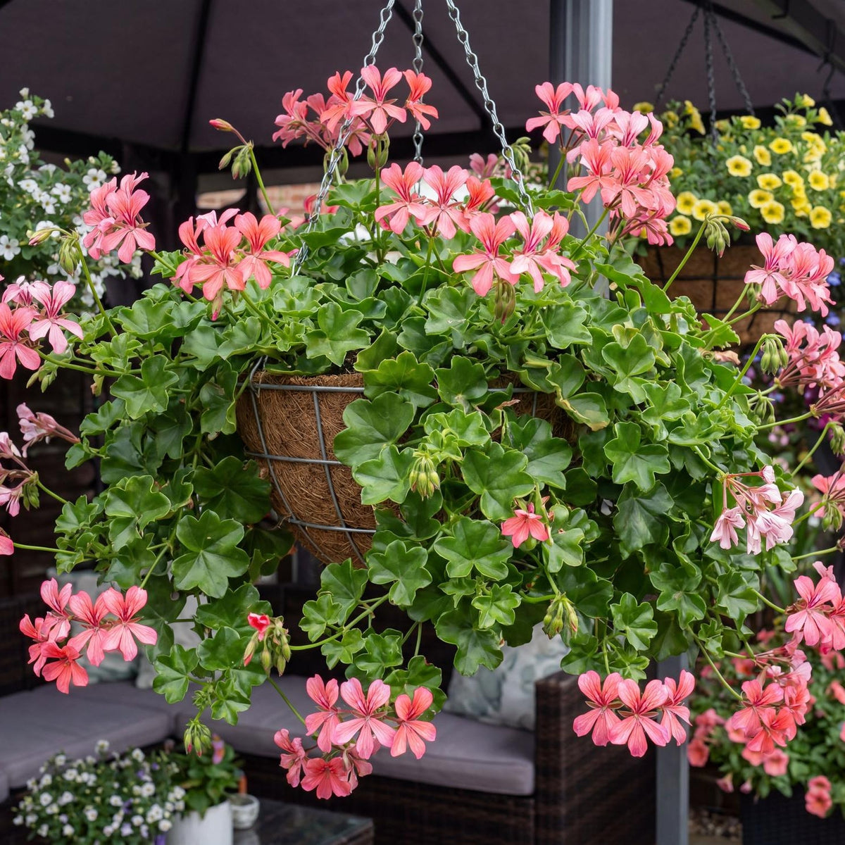 Sofie Cascade Ivy Geranium