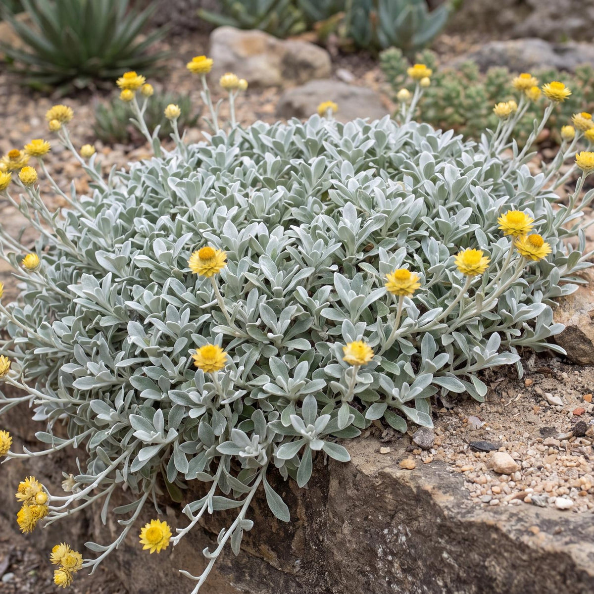 Moe's Gold Licorice Plant in a 4-inch pot, with metallic silver foliage and silver stems spreading as a low carpet