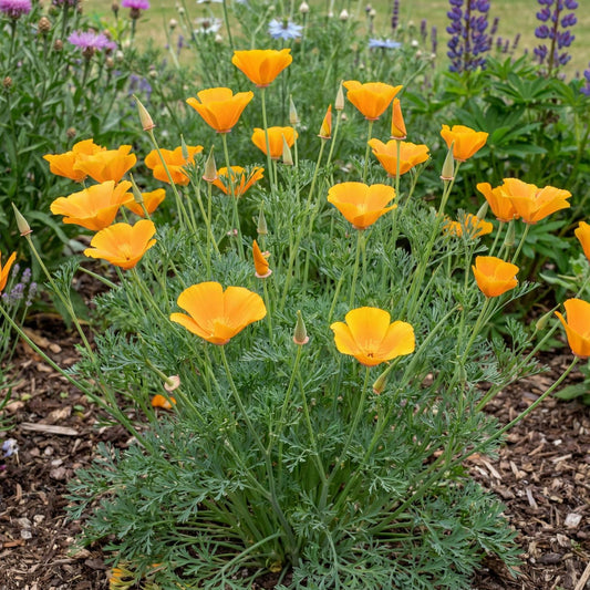 White Linen California Poppy