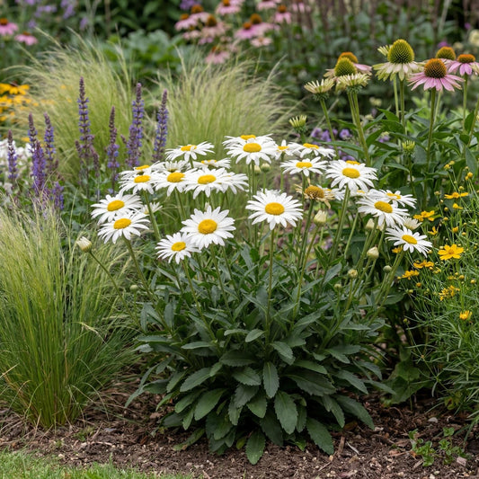 Lucille Chic Shasta Daisy
