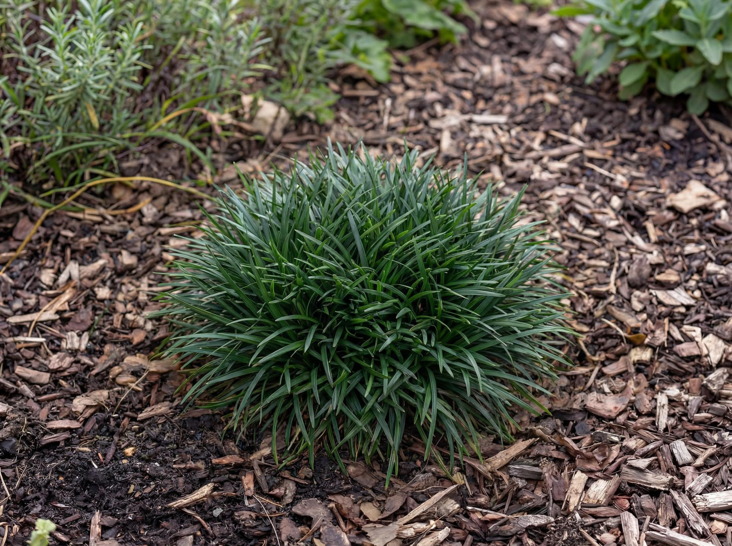 Minor Mondo Grass