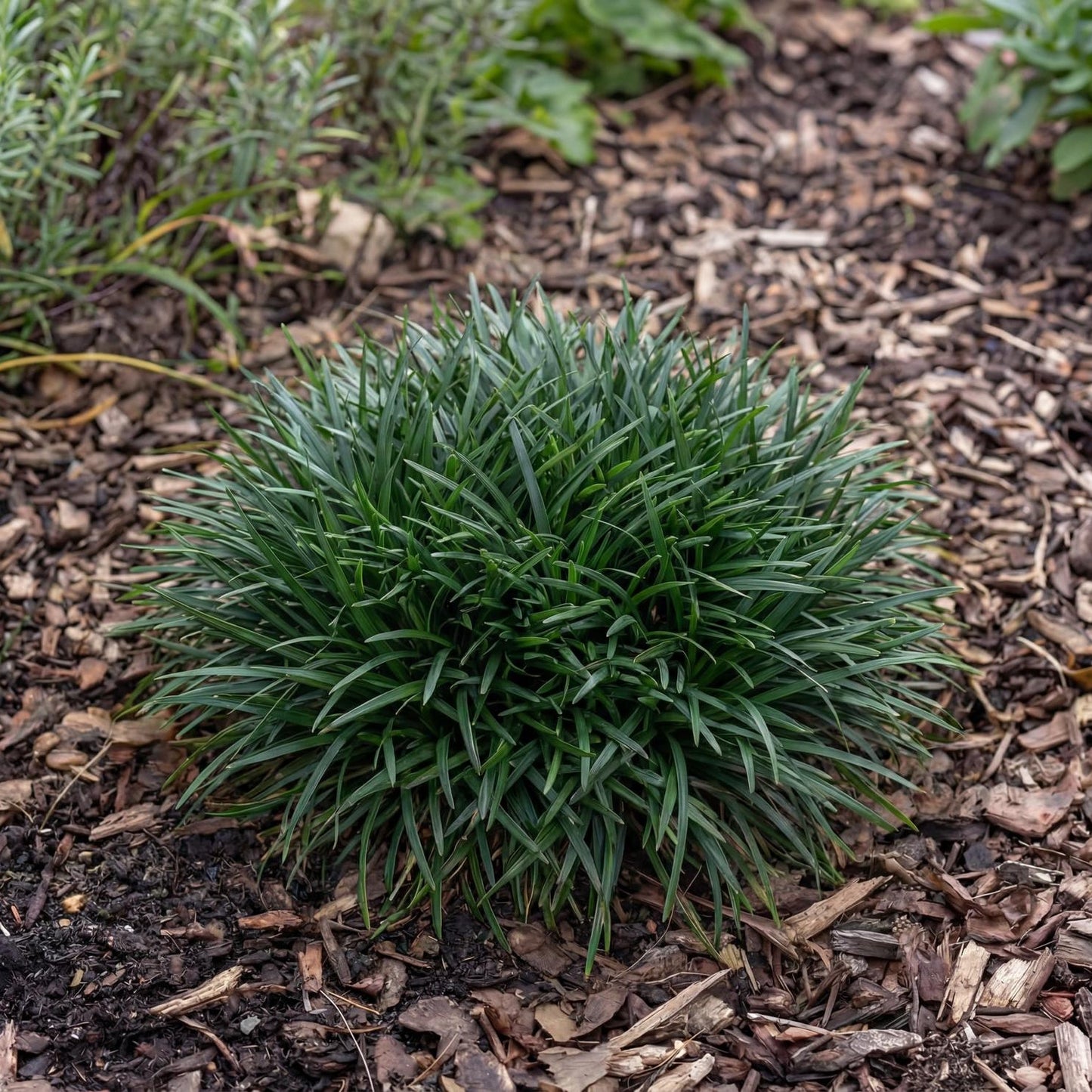 Minor Mondo Grass