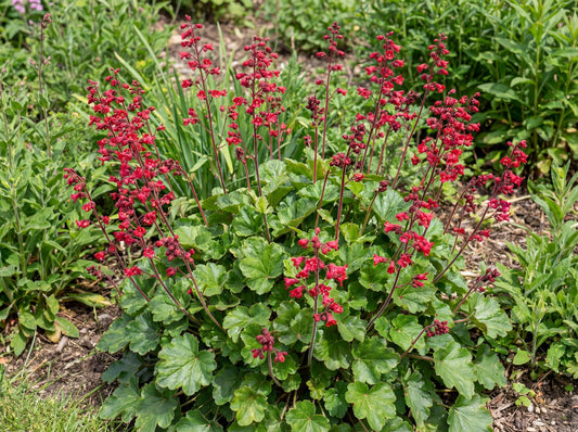 Ruby Bells Heuchera