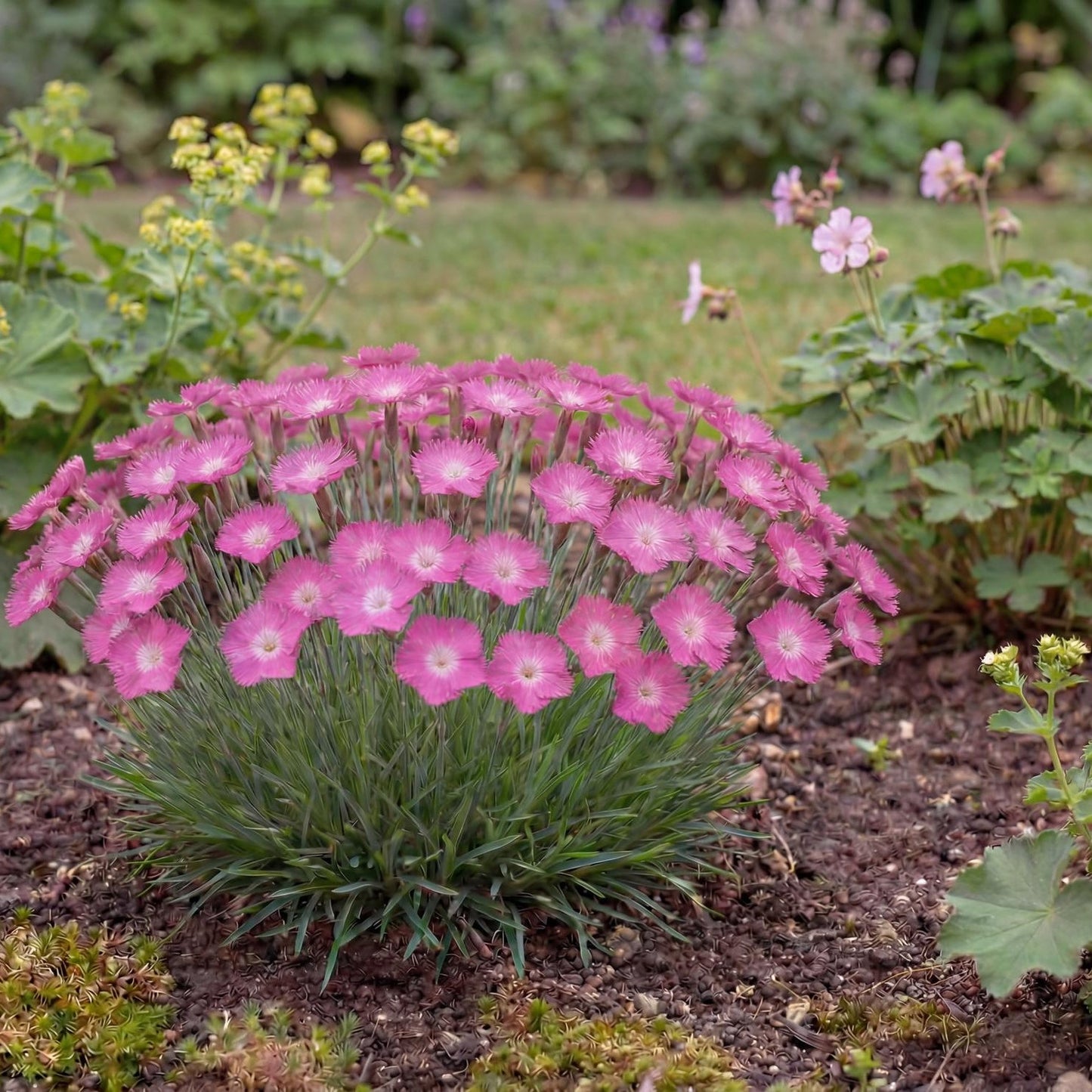 Kahori Dianthus