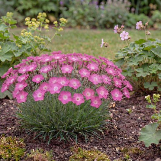 Kahori Dianthus