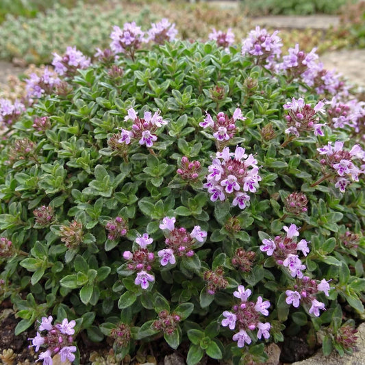 Elfin Thyme