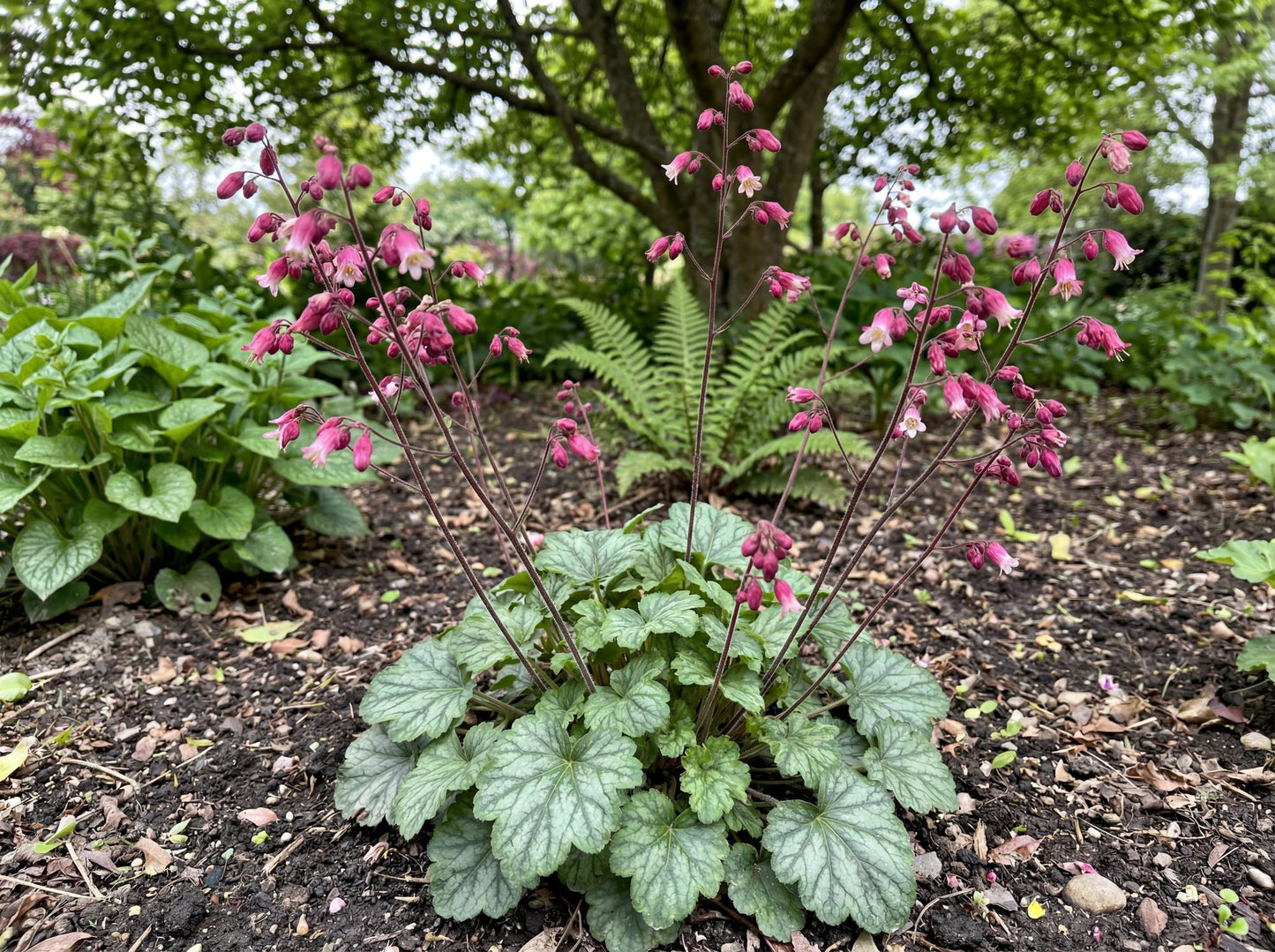 Canyon Duet Heuchera
