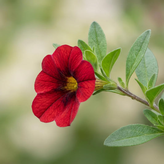 Aloha Nani Dark Red Calibrachoa