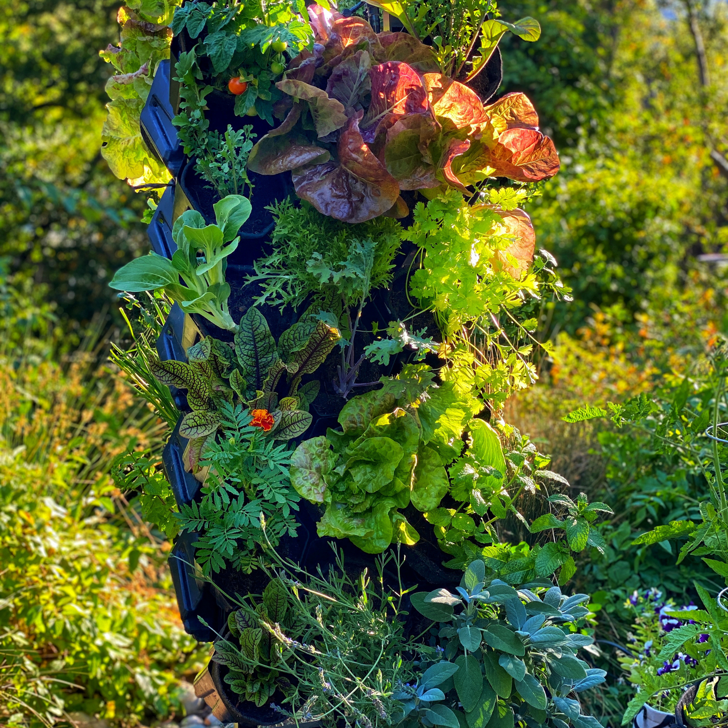 18 Organic Seasonal Varieties + Organic Soil (Starter Bundle for Planted Wall)