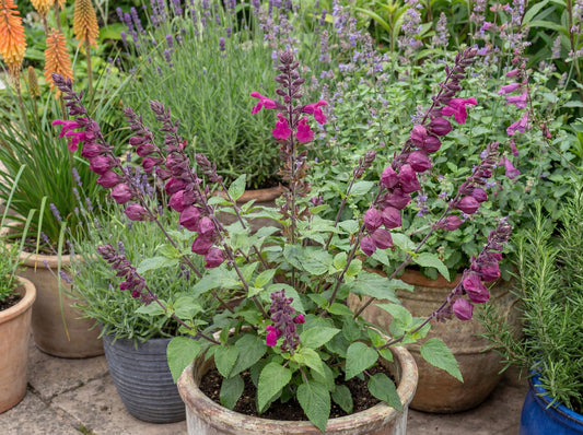 Pink Mulberry Salvia