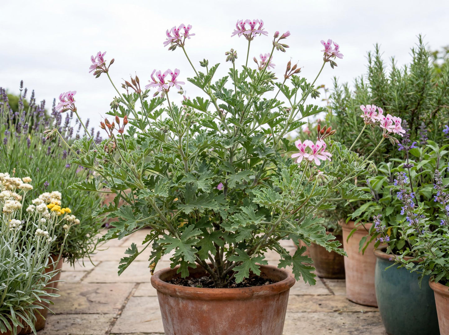 Van Leenii Citronella Geranium