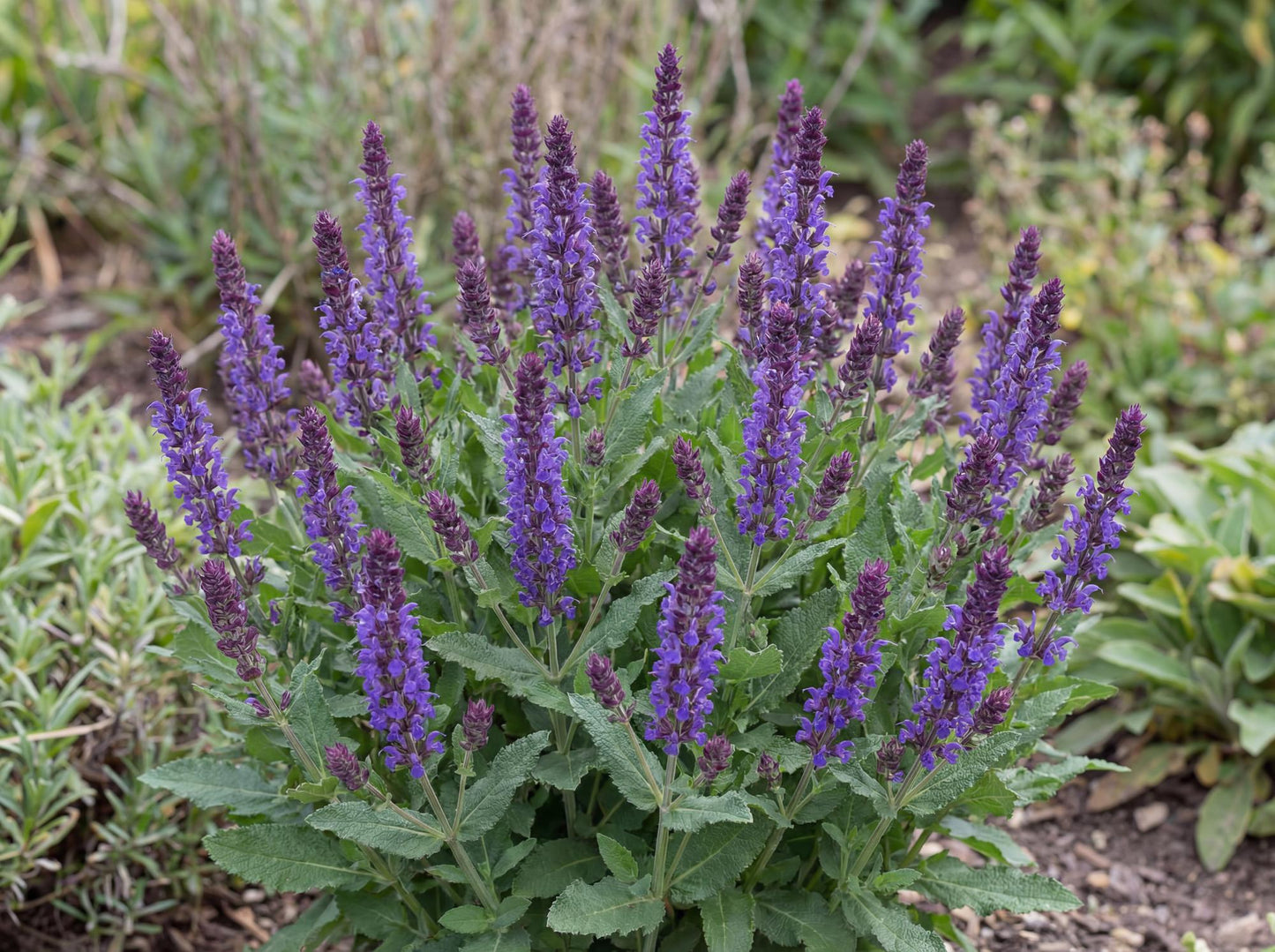 Caramia Meadow Sage