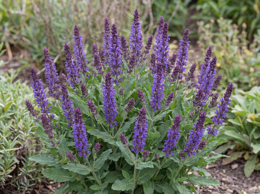 Caramia Meadow Sage