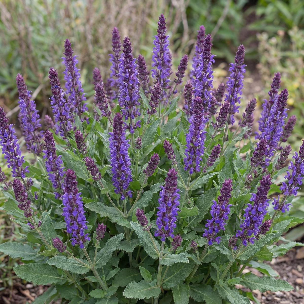 Caramia Meadow Sage