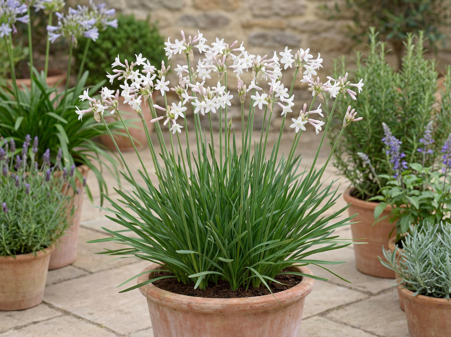 White Society Garlic